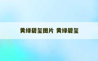 黄绿碧玺图片 黄绿碧玺