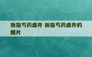 扳指芍药盛开 扳指芍药盛开的图片