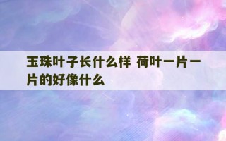 玉珠叶子长什么样 荷叶一片一片的好像什么