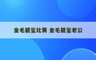 金毛碧玺比赛 金毛碧玺老公