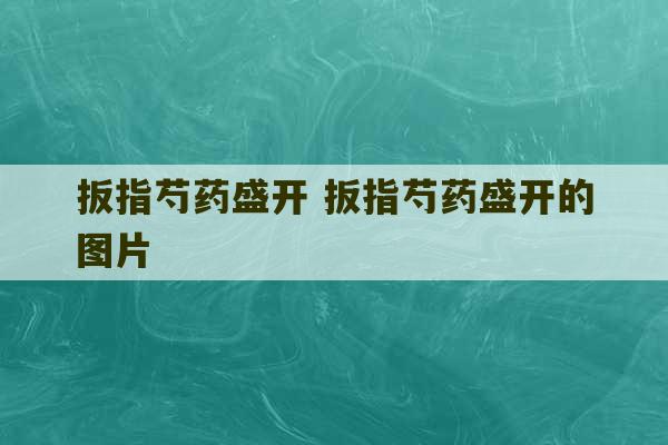 扳指芍药盛开 扳指芍药盛开的图片-第1张图片-文玩群