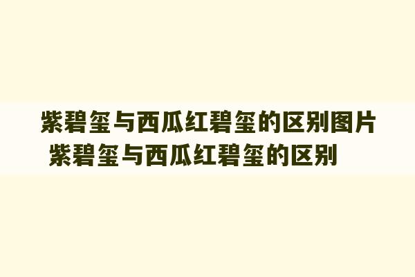 紫碧玺与西瓜红碧玺的区别图片 紫碧玺与西瓜红碧玺的区别-第1张图片-文玩群